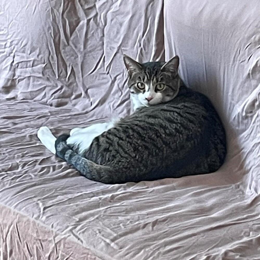 Enlarge Theon, a Adoptable Tabby in Cary, NC image 2/5