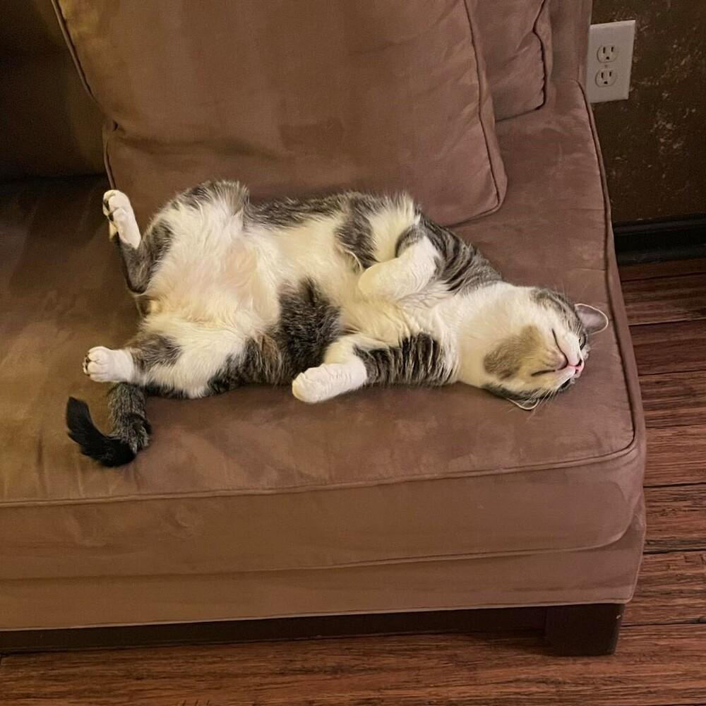 Enlarge Theon, a Adoptable Tabby in Cary, NC image 4/5