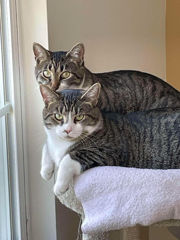 Enlarge Theon, a Adoptable Tabby in Cary, NC image 5/5