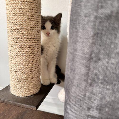 Enlarge Chilito, a Adoptable Domestic Short Hair in Canal Winchester, OH image 1/5