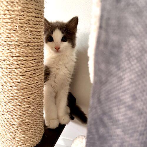 Enlarge Chilito, a Adoptable Domestic Short Hair in Canal Winchester, OH image 2/5