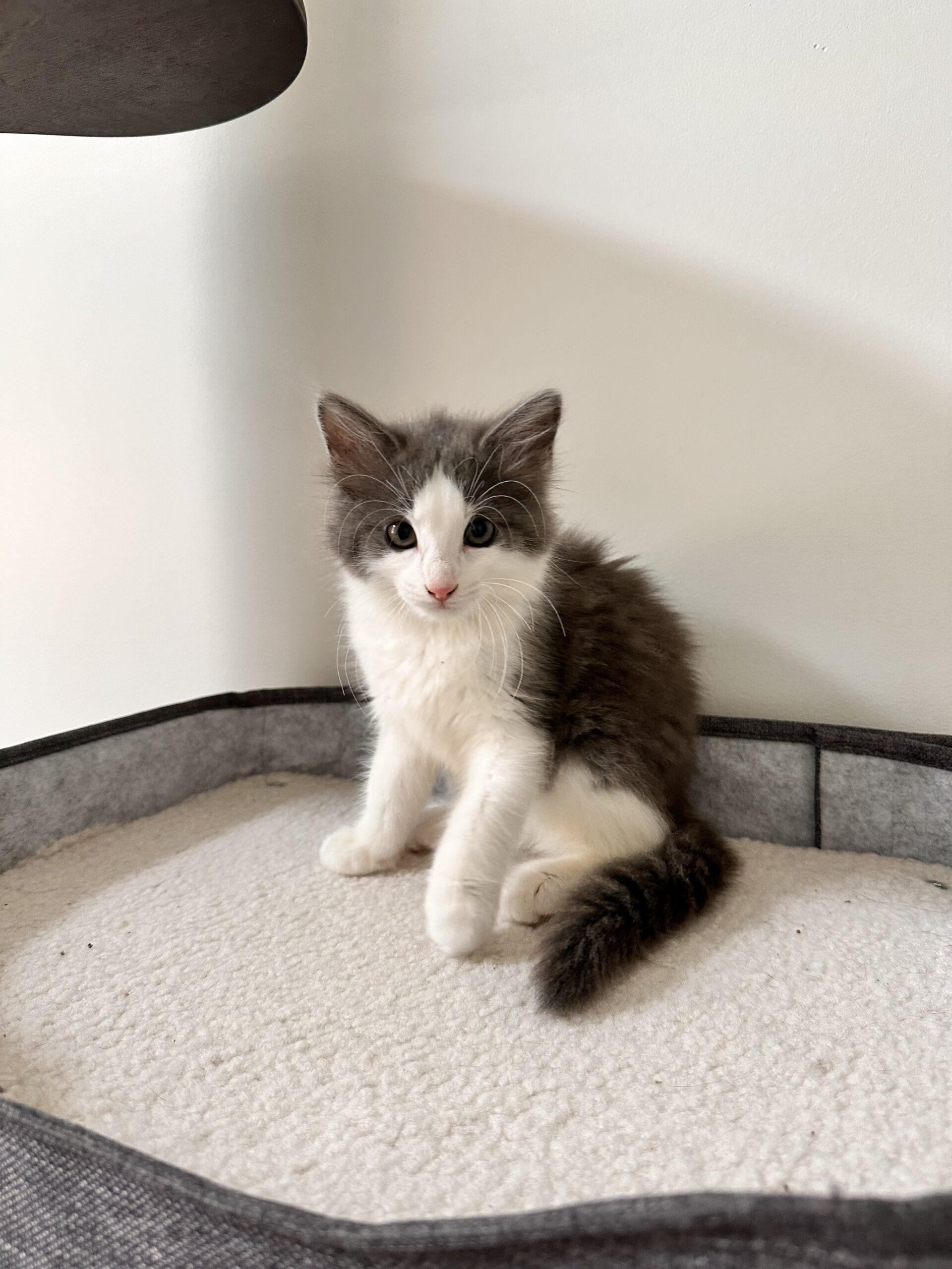 Enlarge Chilito, a Adoptable Domestic Short Hair in Canal Winchester, OH image 3/5