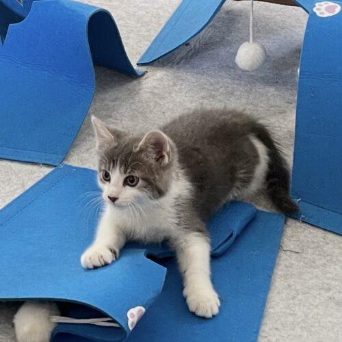 Enlarge Chilito, a Adoptable Domestic Short Hair in Canal Winchester, OH image 4/5