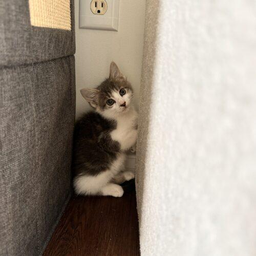 Enlarge Chilito, a Adoptable Domestic Short Hair in Canal Winchester, OH image 5/5