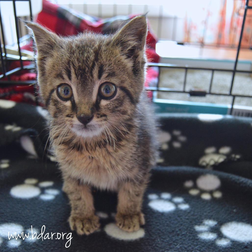 Tractor, a Adoptable Domestic Short Hair in Cheyenne, WY image 1/3