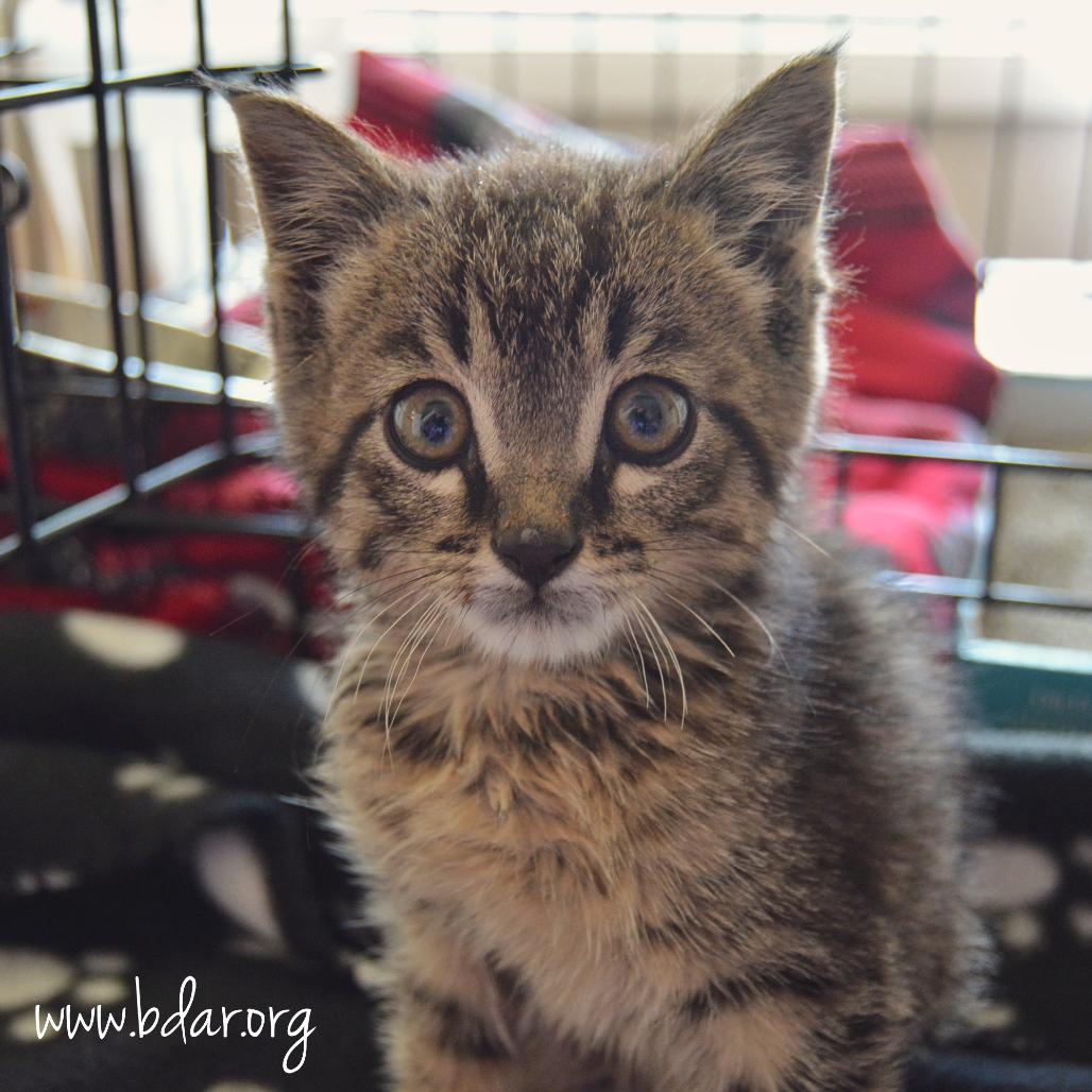 Tractor, a Adoptable Domestic Short Hair in Cheyenne, WY image 2/3