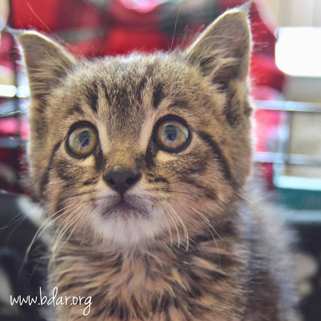 Tractor, a Adoptable Domestic Short Hair in Cheyenne, WY image 3/3