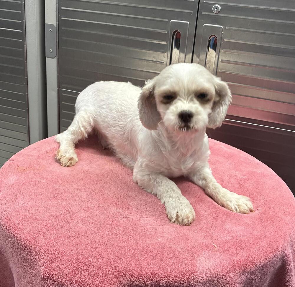 Sarah, Adopted, Adult Female Bichon Frise & Shih Tzu.