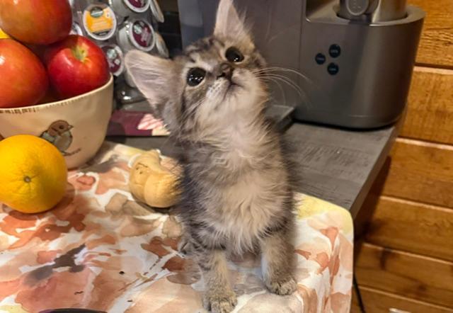 Harvey, a ADOPTABLE Domestic Short Hair in Sedalia, CO image 3/3
