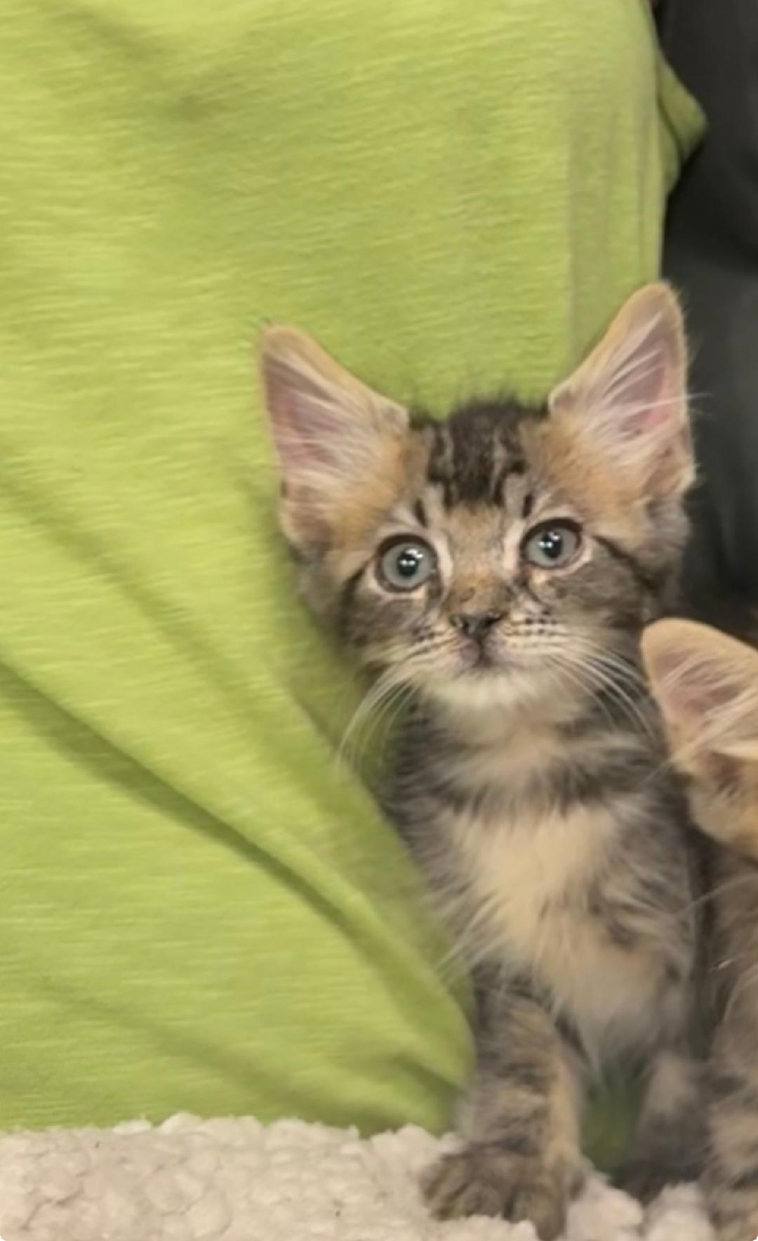 Harvey, ADOPTABLE, Kitten Male Domestic Short Hair.