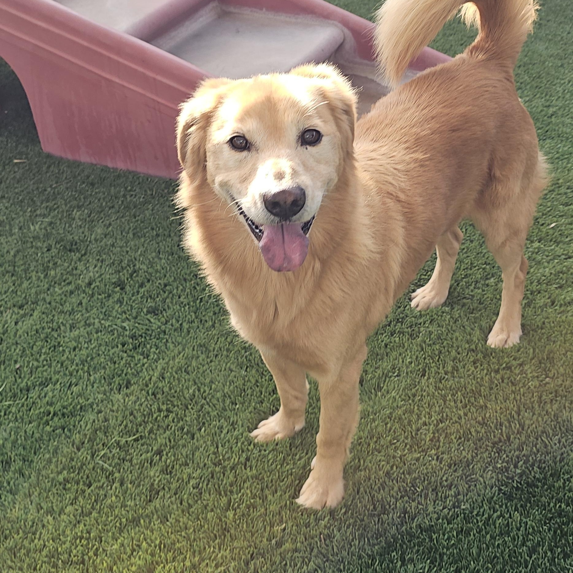Enlarge zimba, a Adopted mixed breed in Brea, CA image 1/6