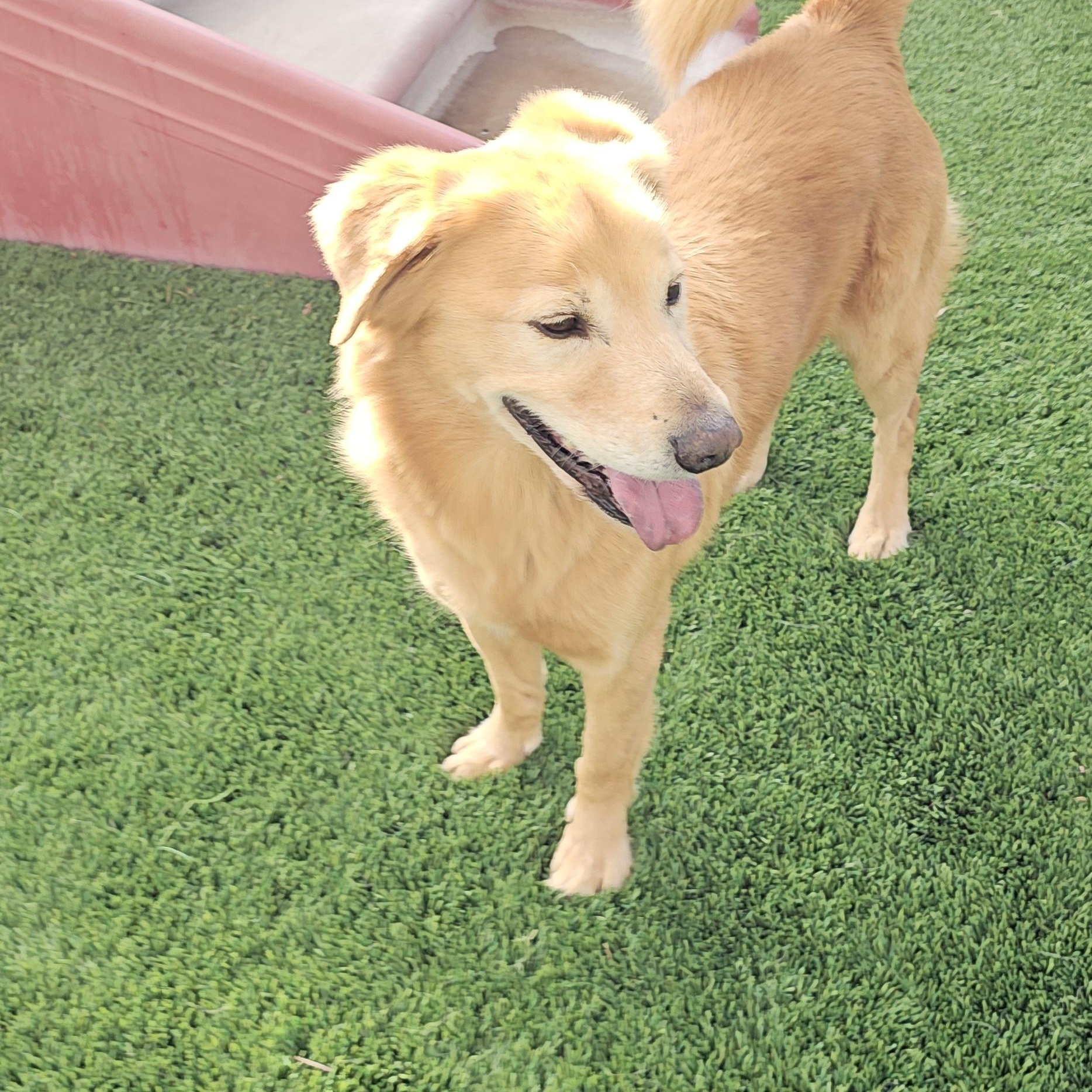 Enlarge zimba, a Adopted mixed breed in Brea, CA image 2/6