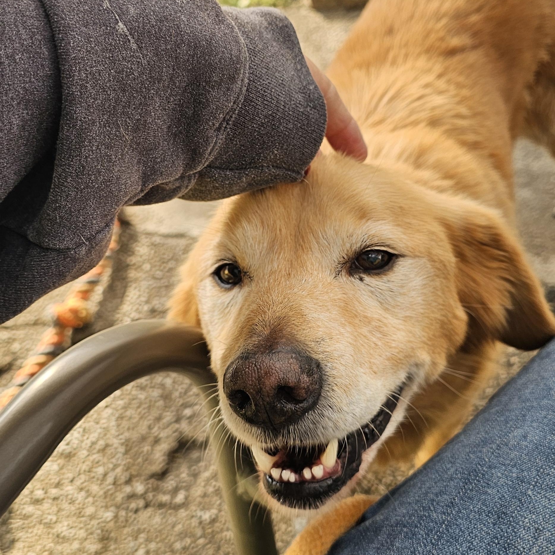 Enlarge zimba, a Adopted mixed breed in Brea, CA image 3/6
