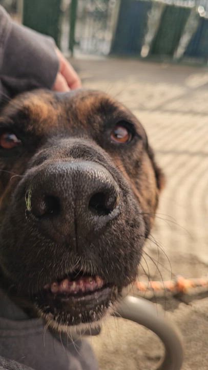 Enlarge zimba, a Adopted mixed breed in Brea, CA video 5/6