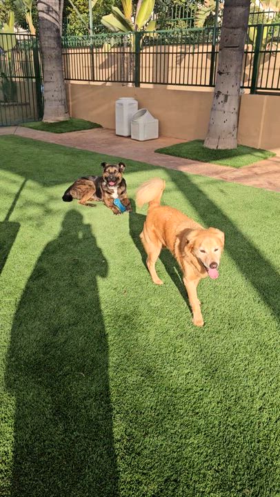 Enlarge zimba, a Adopted mixed breed in Brea, CA video 6/6