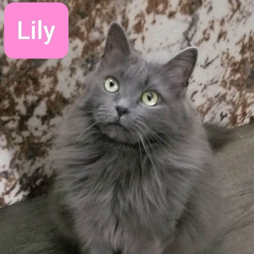 Lily, Adoptable, Adult Female Domestic Medium Hair.