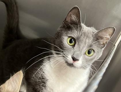 Tona — thumbnail 2