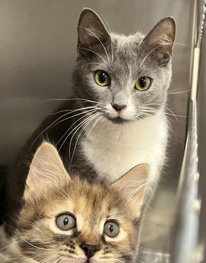 Tona — thumbnail 3