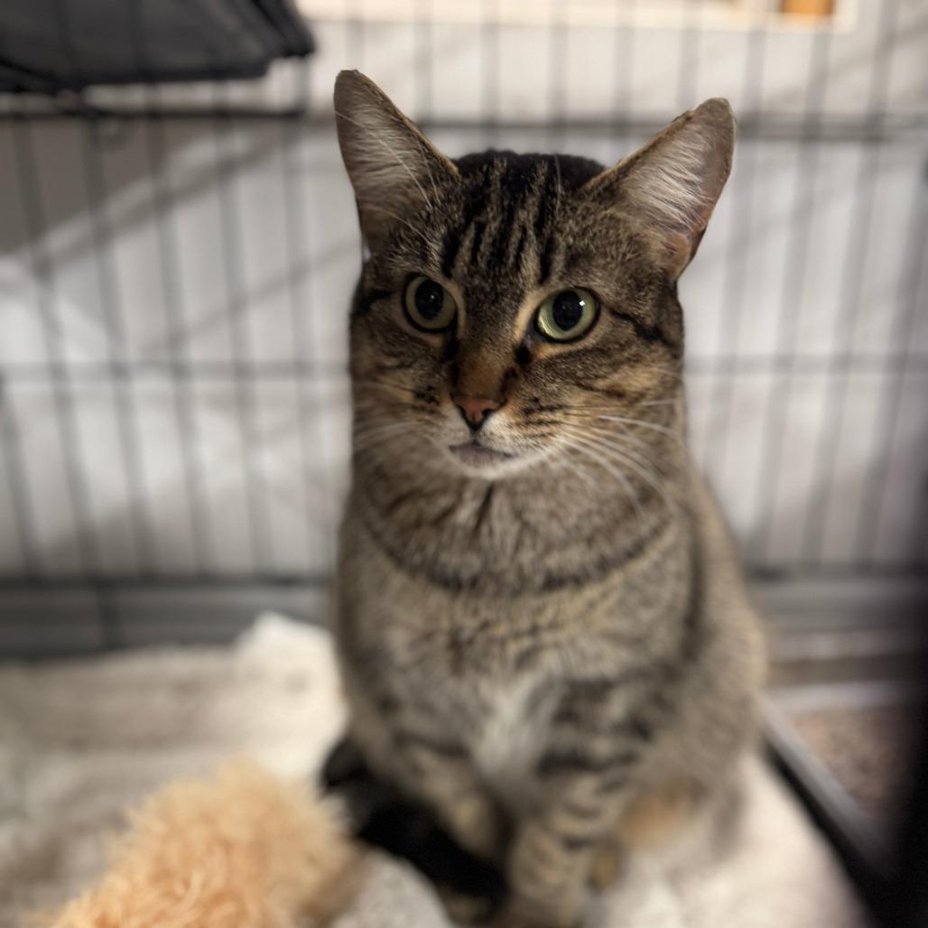 Enlarge Stella ARC2025-414, a Adoptable Domestic Short Hair in Akron, NY image 1/3