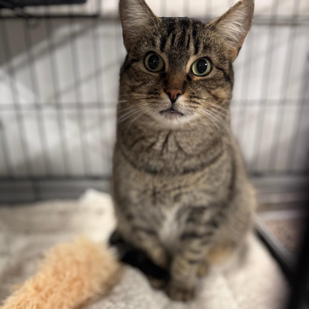 Enlarge Stella ARC2025-414, a Adoptable Domestic Short Hair in Akron, NY image 2/3
