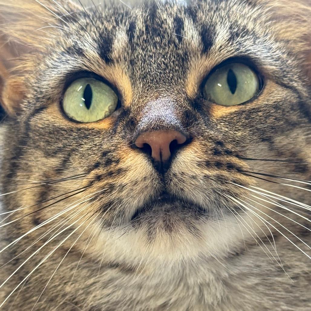 Enlarge Stella ARC2025-414, a Adoptable Domestic Short Hair in Akron, NY image 3/6