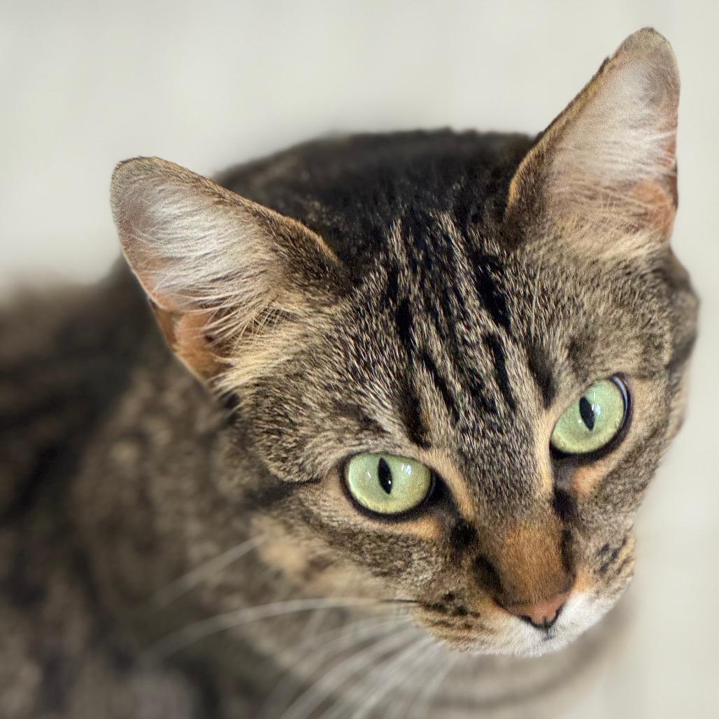 Enlarge Stella ARC2025-414, a Adoptable Domestic Short Hair in Akron, NY image 3/4
