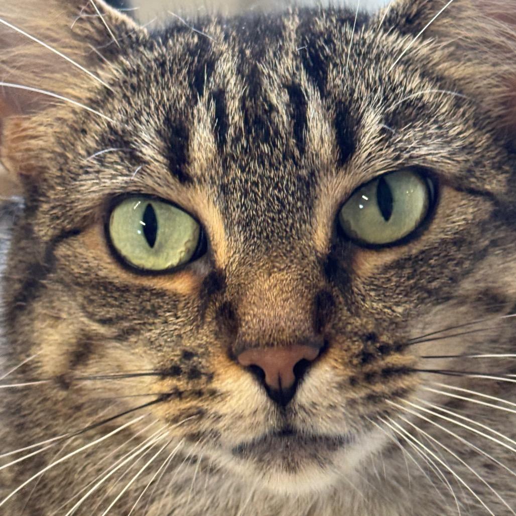 Enlarge Stella ARC2025-414, a Adoptable Domestic Short Hair in Akron, NY image 6/6