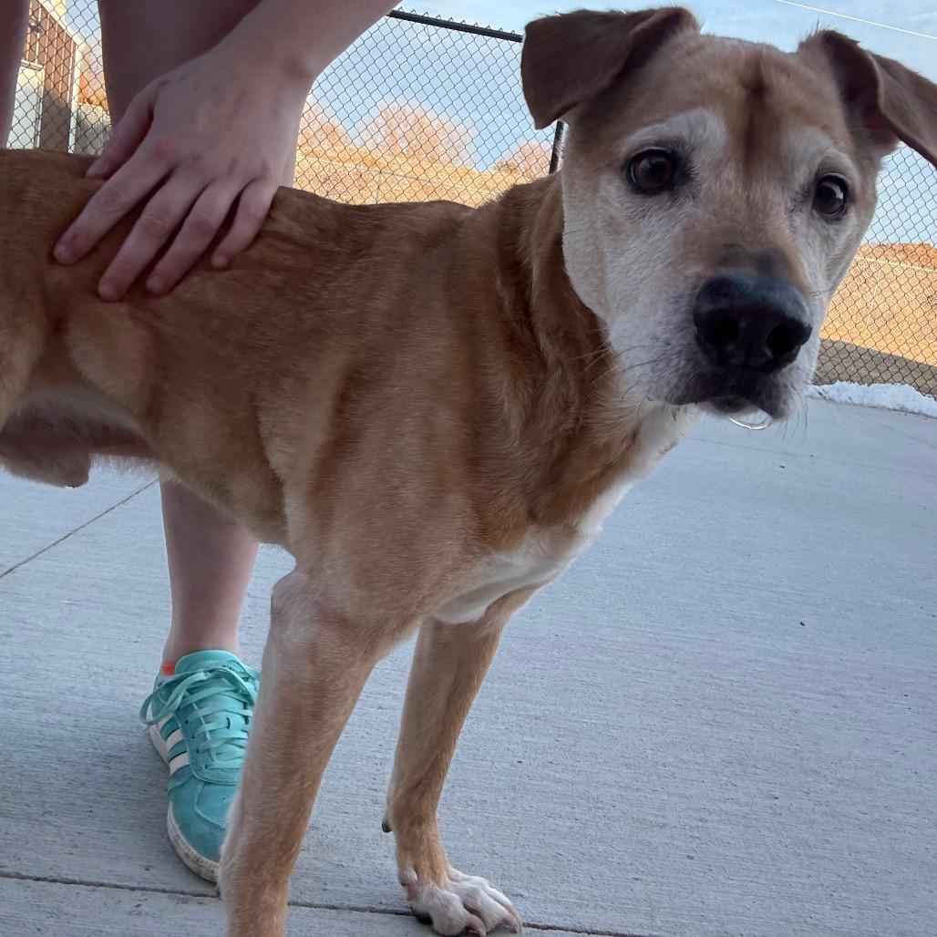 Duke, ADOPTABLE, Senior Male Mixed Breed.