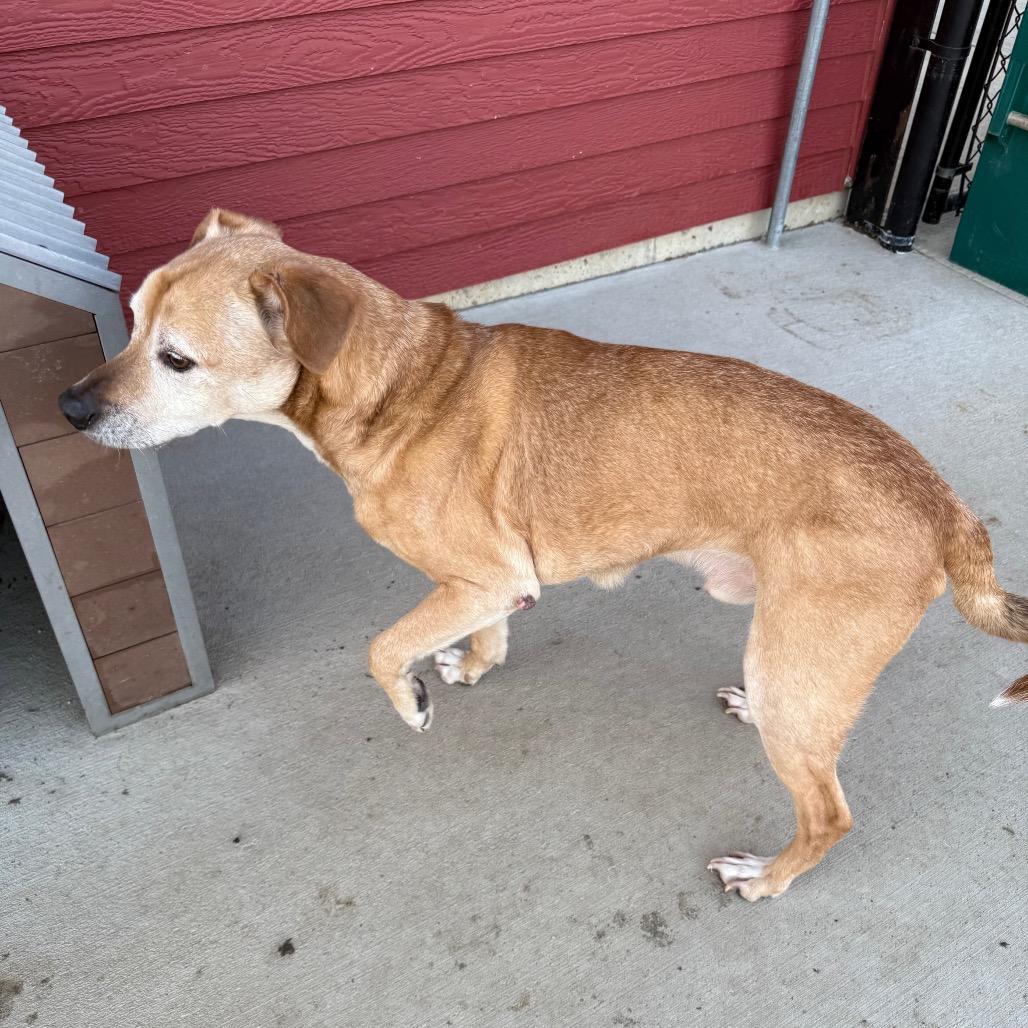 Enlarge Duke, a ADOPTABLE Mixed Breed in Monticello, IA image 2/4