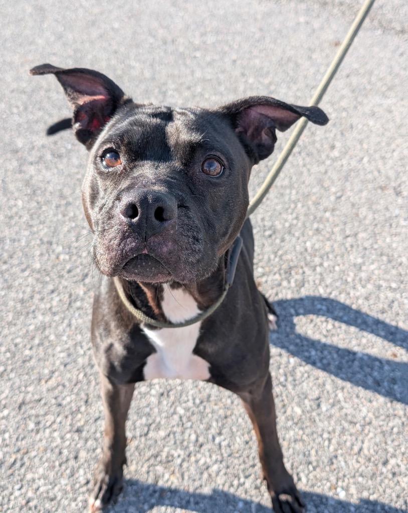 Enlarge Velvet, a Adoptable mixed breed in Defiance, OH image 1/3