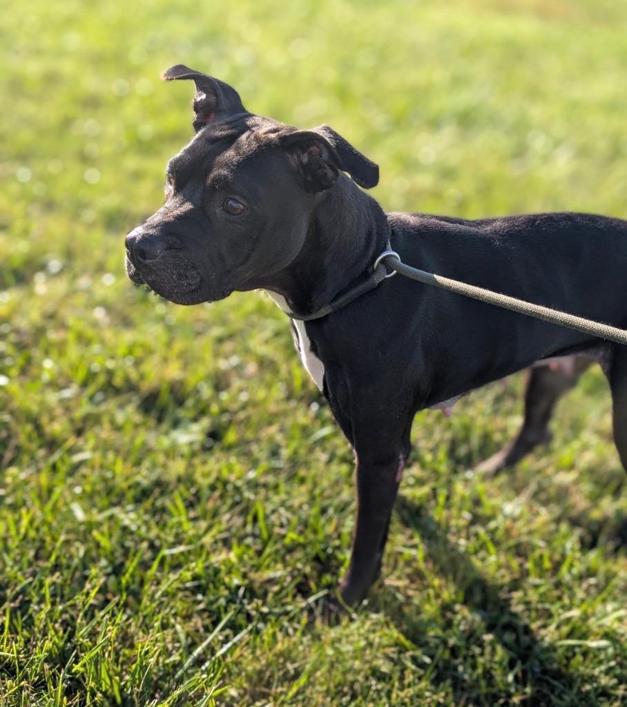Enlarge Velvet, a Adoptable mixed breed in Defiance, OH image 2/3