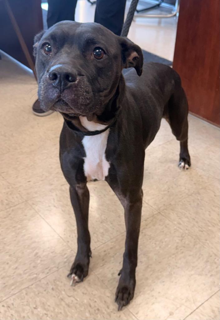 Enlarge Velvet, a Adoptable mixed breed in Defiance, OH image 3/3