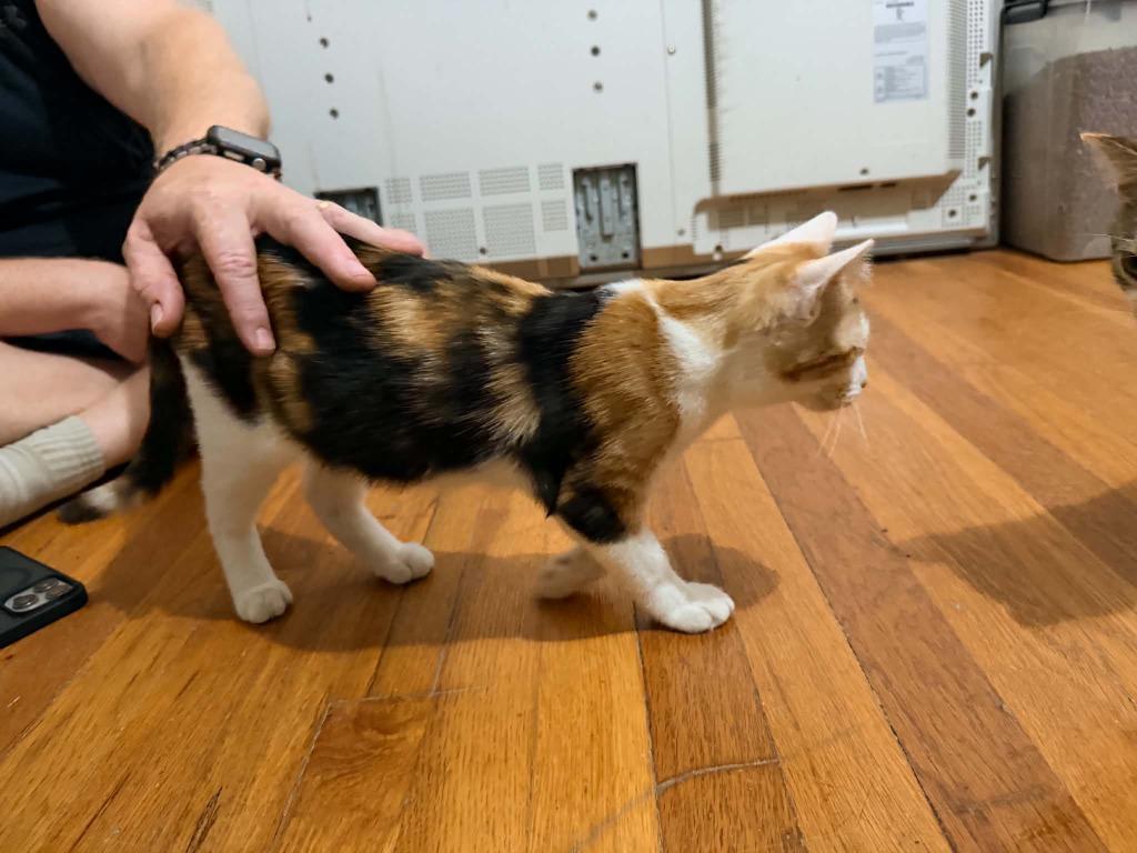 Enlarge Tajun, a Adoptable Calico in Miami, OK image 1/6