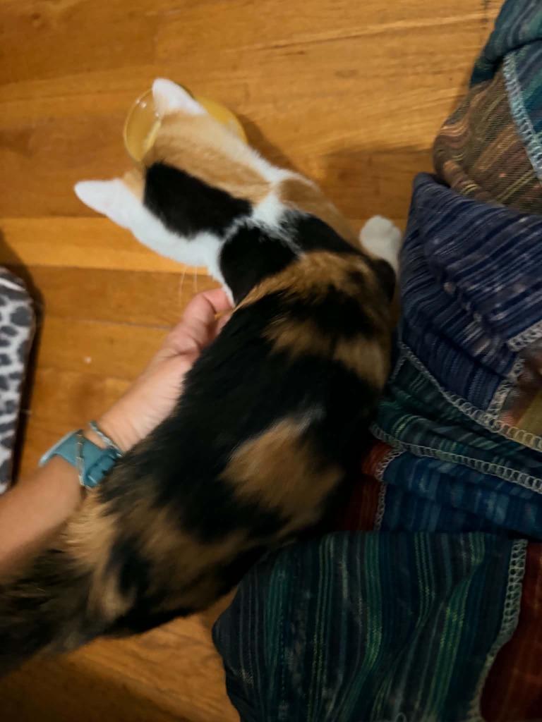 Enlarge Tajun, a Adoptable Calico in Miami, OK image 2/6