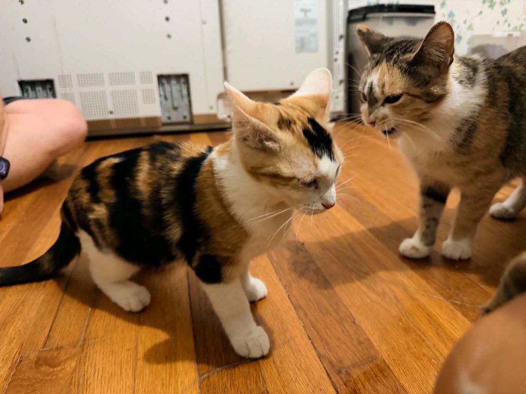 Enlarge Tajun, a Adoptable Calico in Miami, OK image 3/6