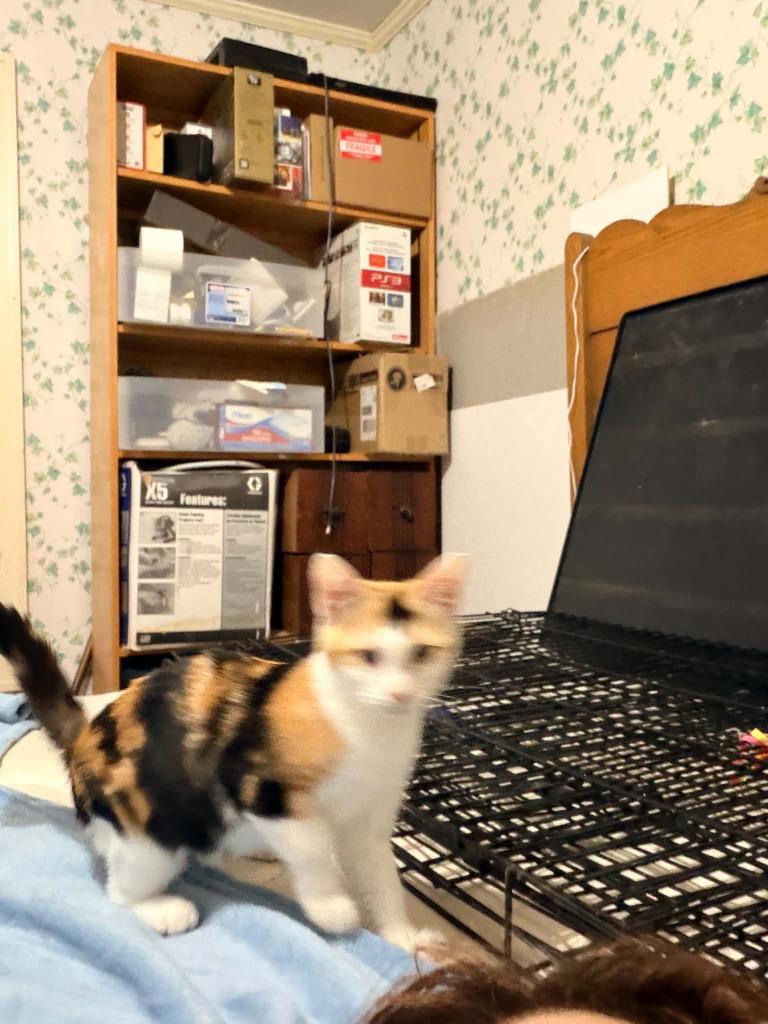 Enlarge Tajun, a Adoptable Calico in Miami, OK image 4/6