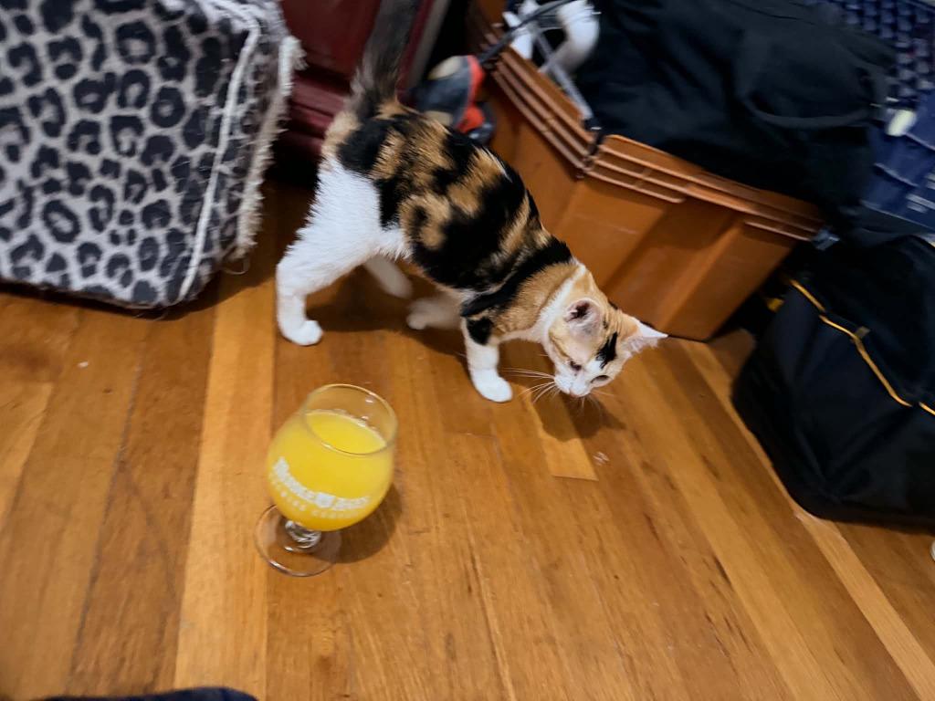 Enlarge Tajun, a Adoptable Calico in Miami, OK image 5/6