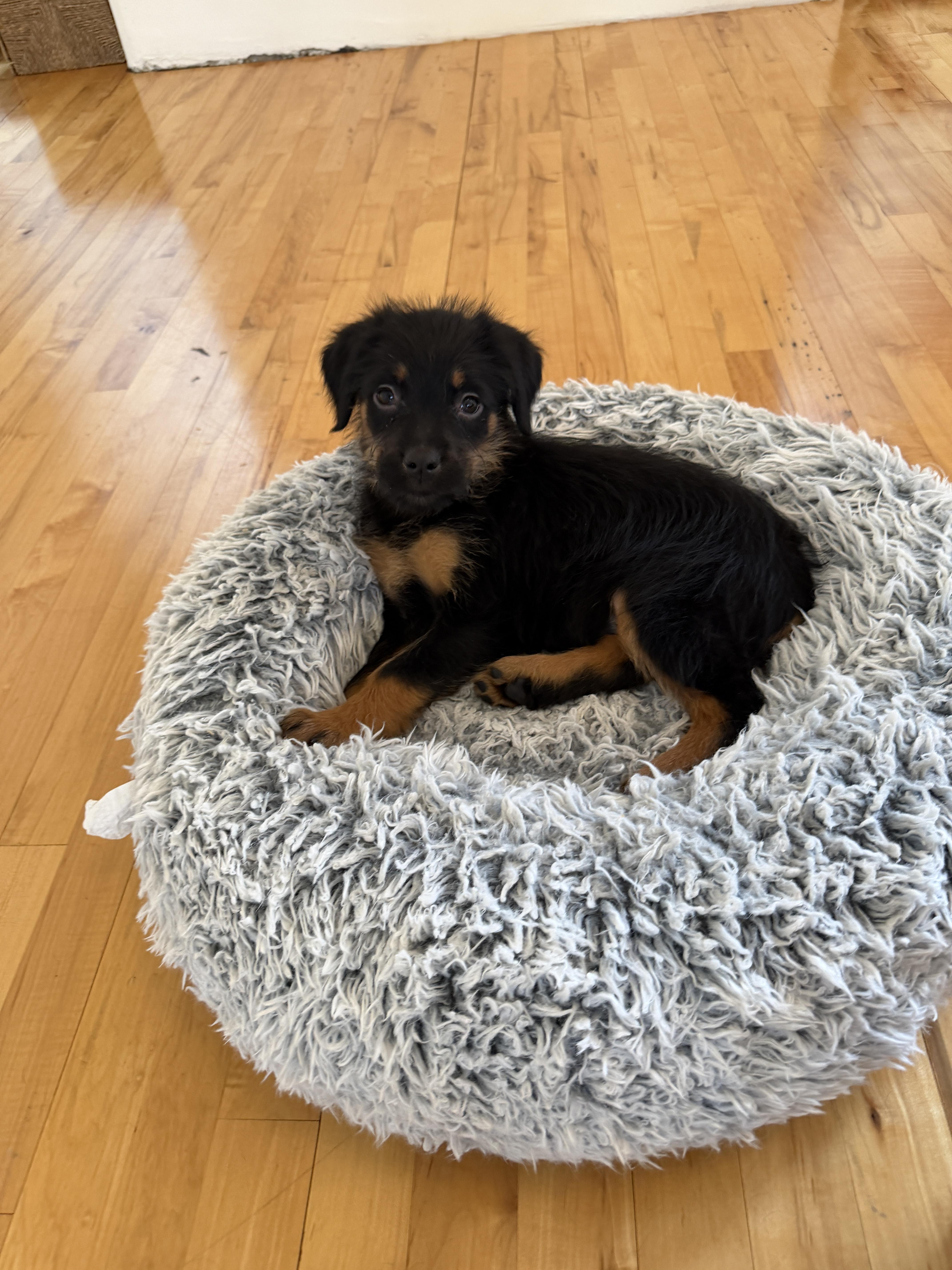 Finn, ADOPTABLE, Puppy Male Bernadoodle.