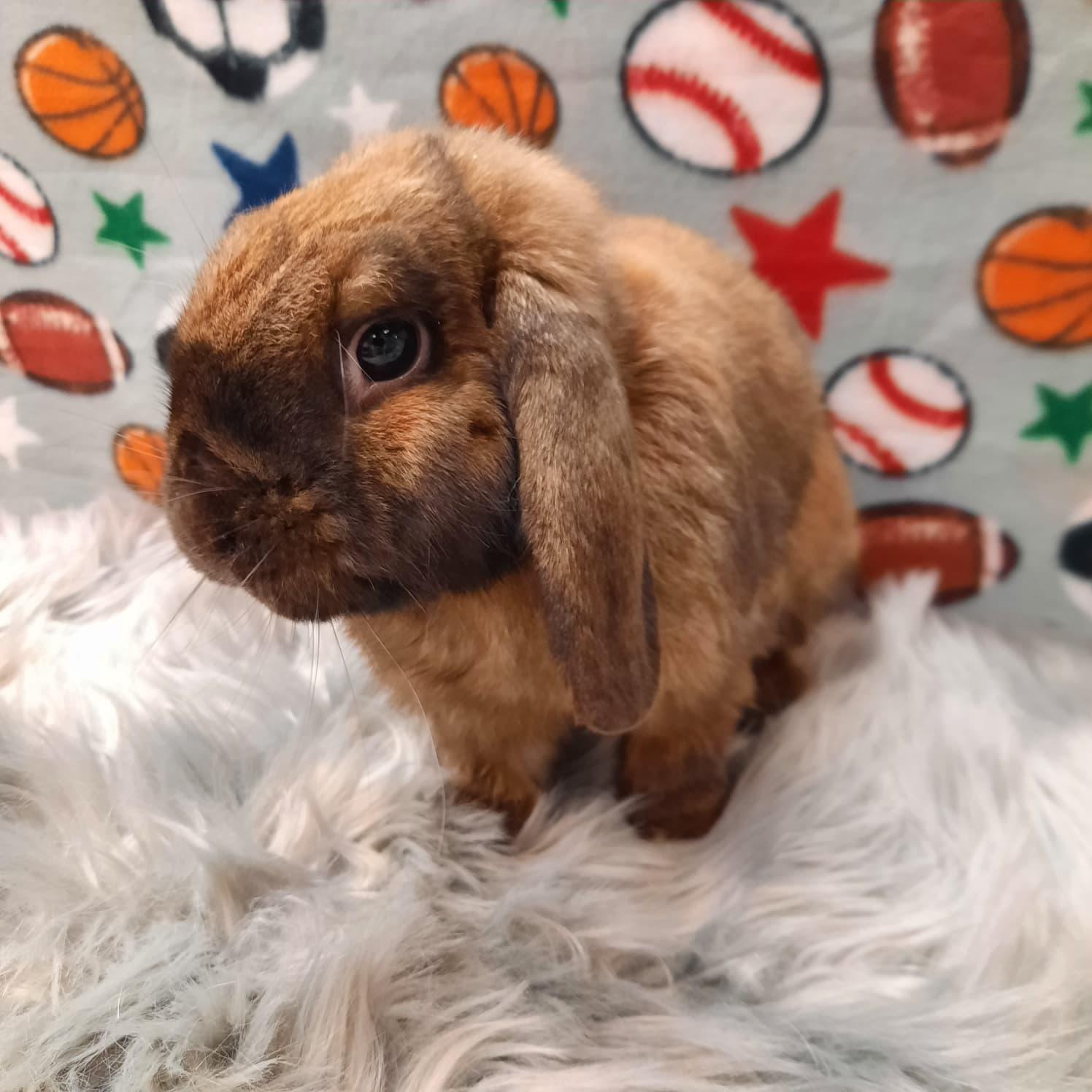 Bean, adopted, Adult Male Lop Eared.