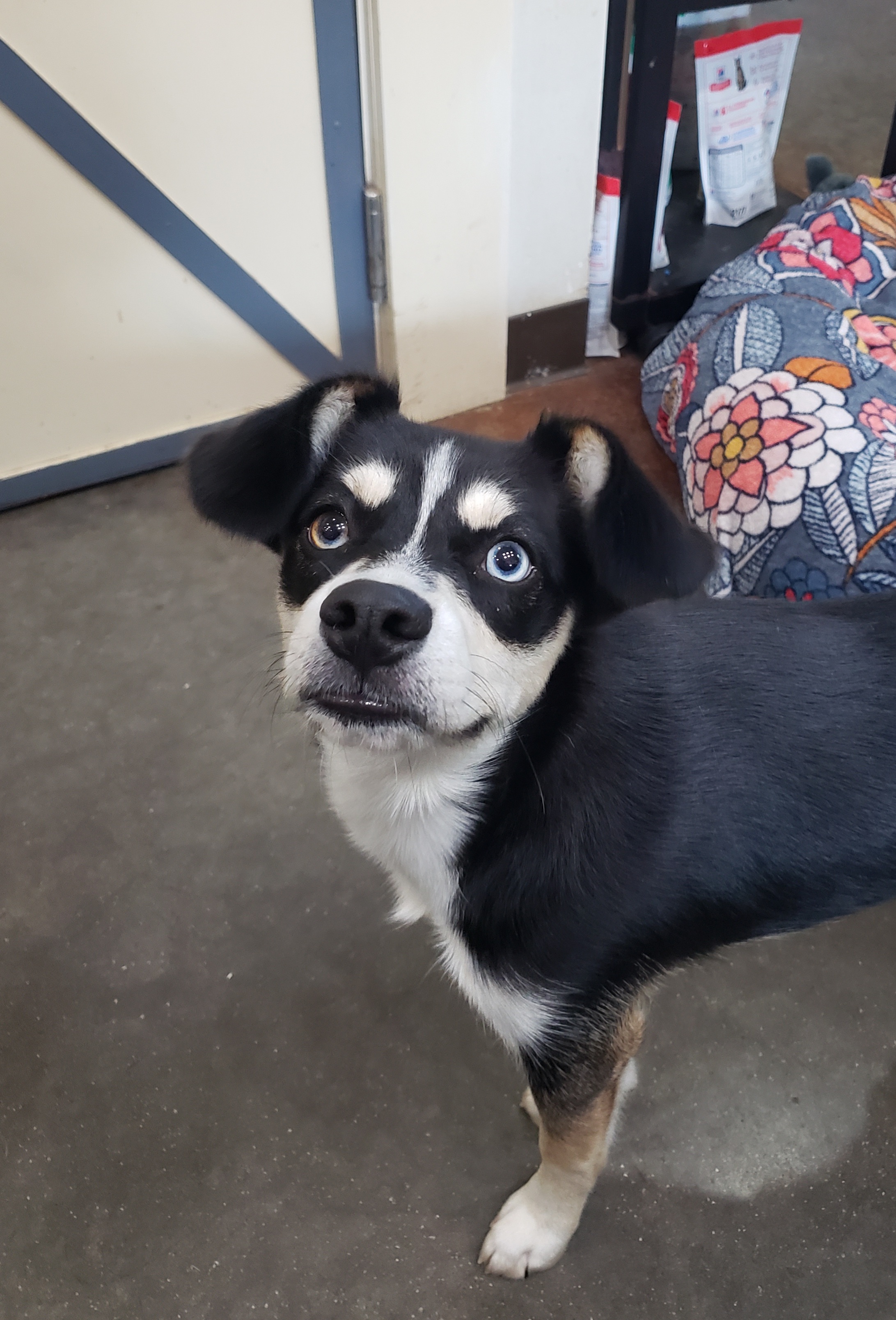 Dog for adoption Appt. Pending Jessi, a Siberian Husky & Boston