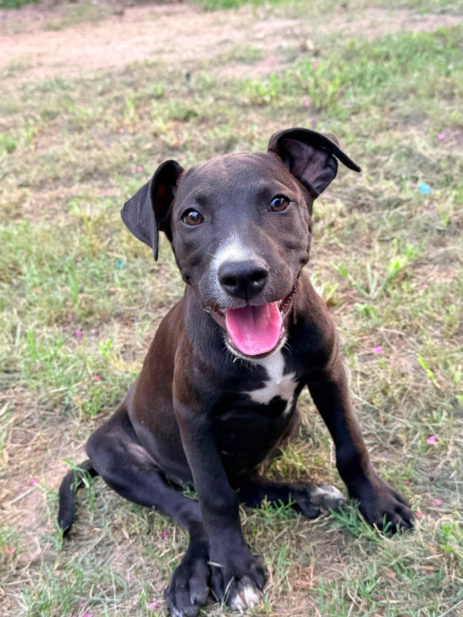 Sundae, ADOPTABLE, Puppy Female Pit Bull Terrier.