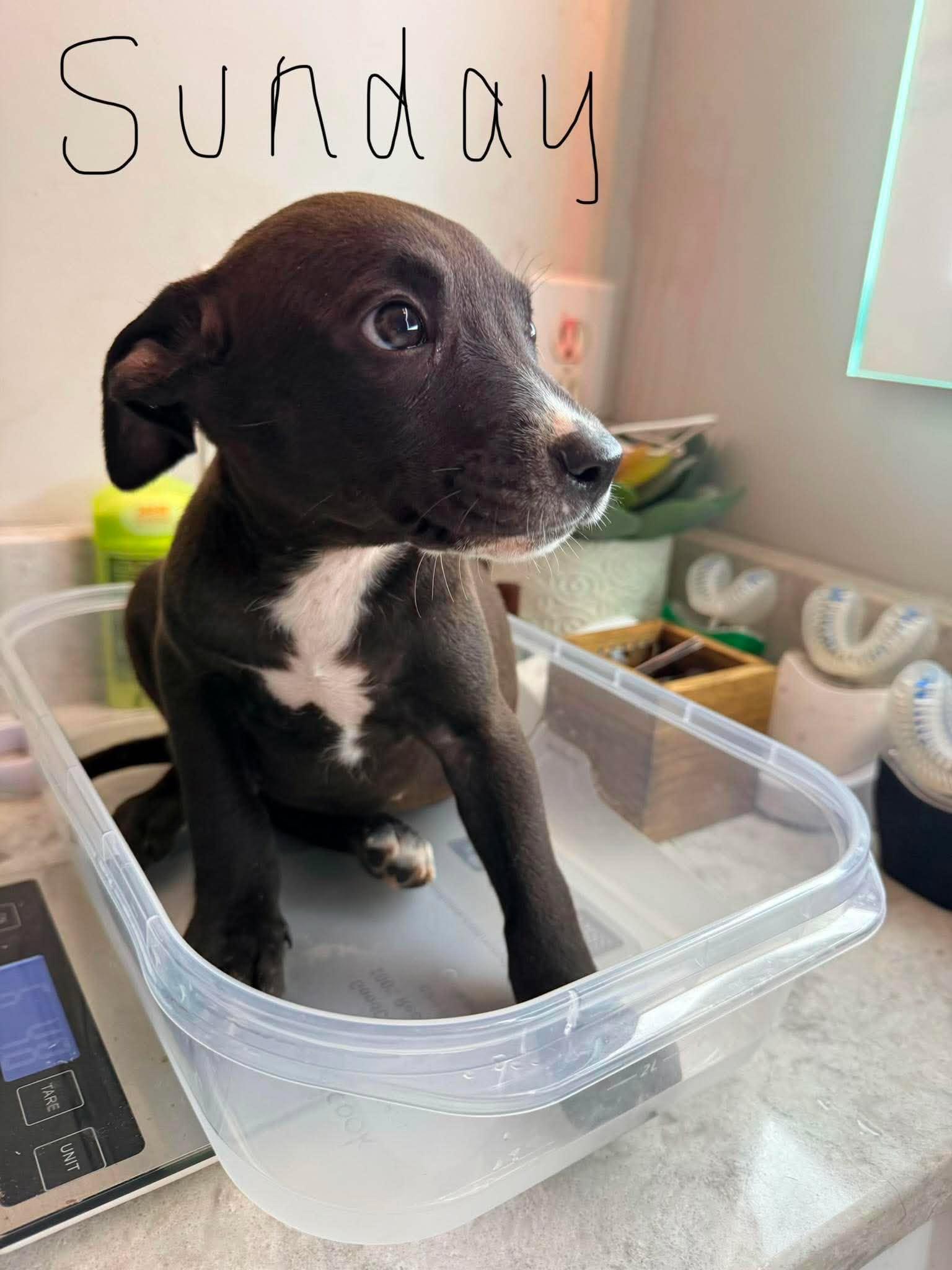 Sundae, a ADOPTABLE mixed breed in Ayden, NC image 5/6