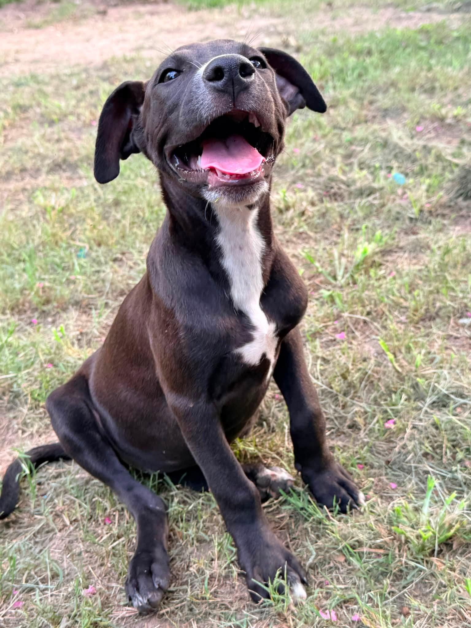 Sundae, a ADOPTABLE mixed breed in Ayden, NC image 6/6