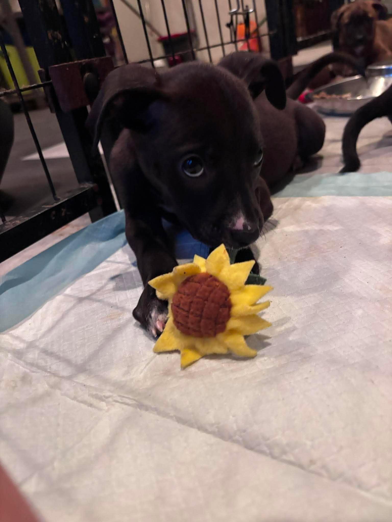 Sundae, a ADOPTABLE mixed breed in Ayden, NC image 4/6