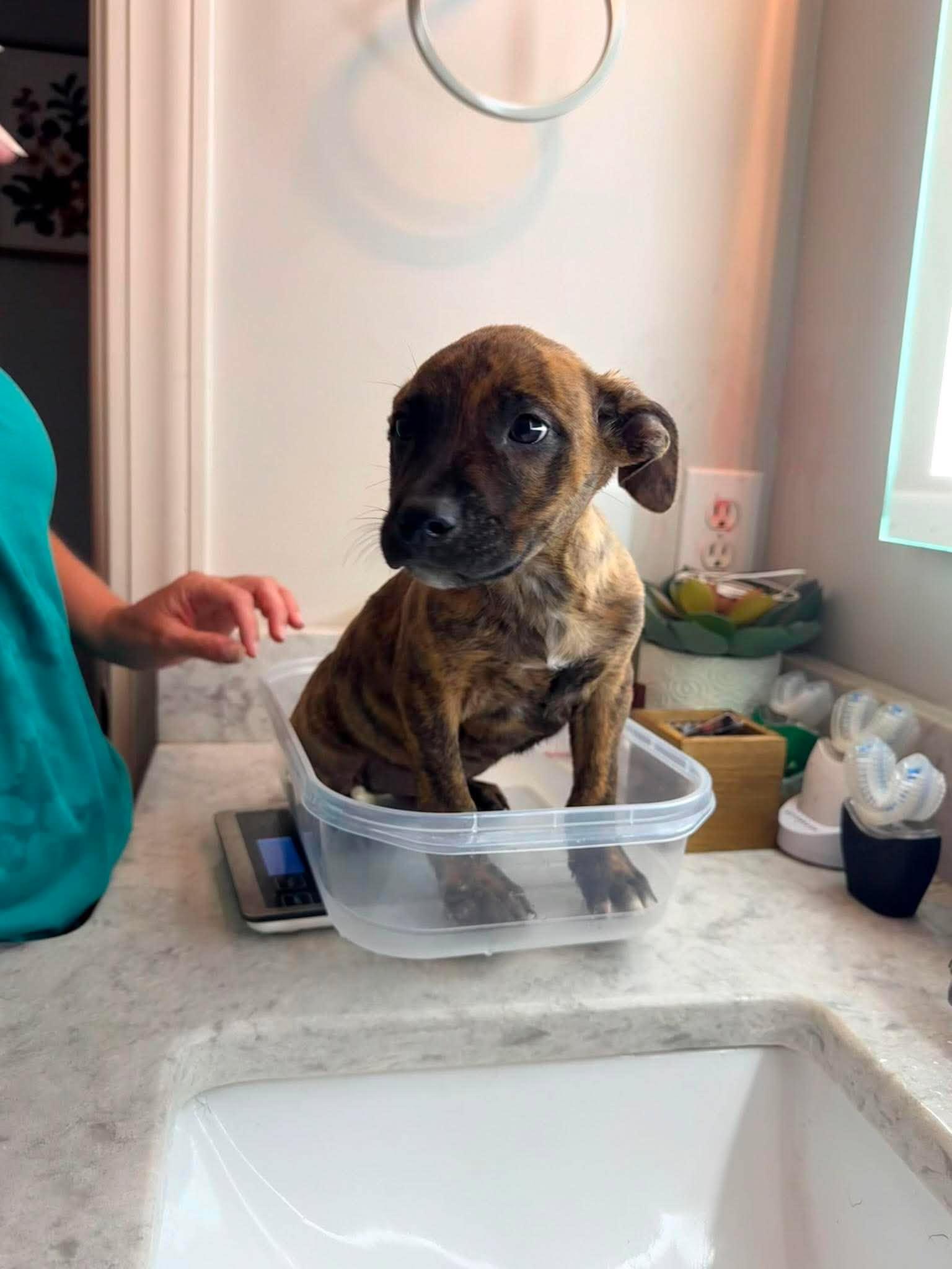 Sundae, a ADOPTABLE mixed breed in Ayden, NC image 3/6