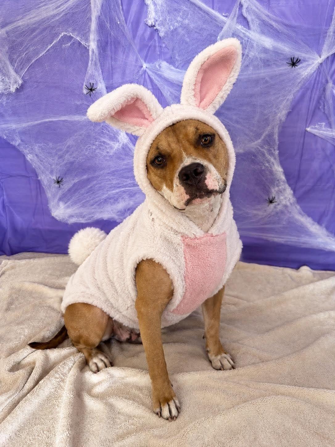 Gnocchi, Adopted, Puppy Female Mixed Breed & American Bully.
