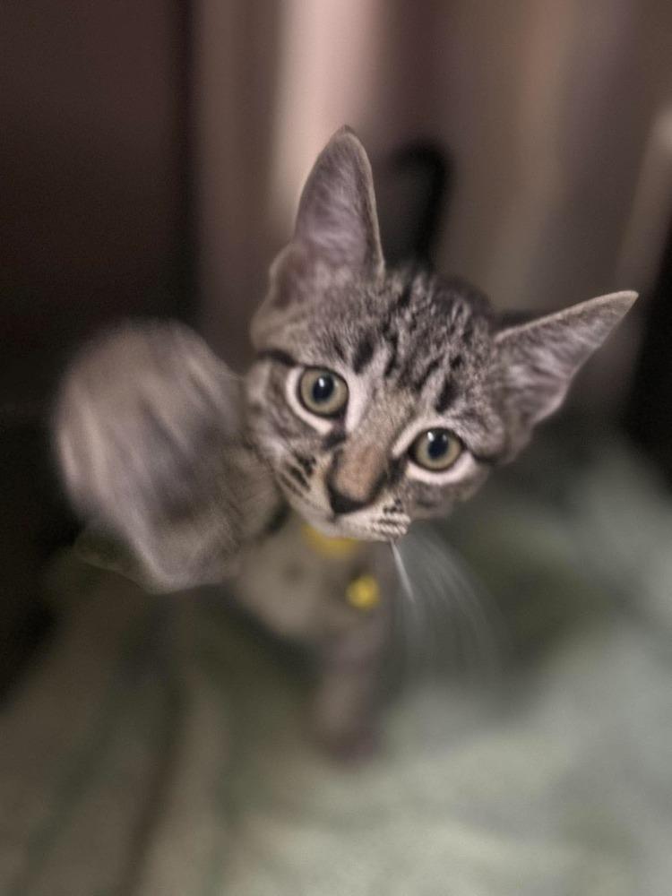 Enlarge Condiment Kitties : Honey, a Adopted Domestic Short Hair in Osgood, IN image 1/4