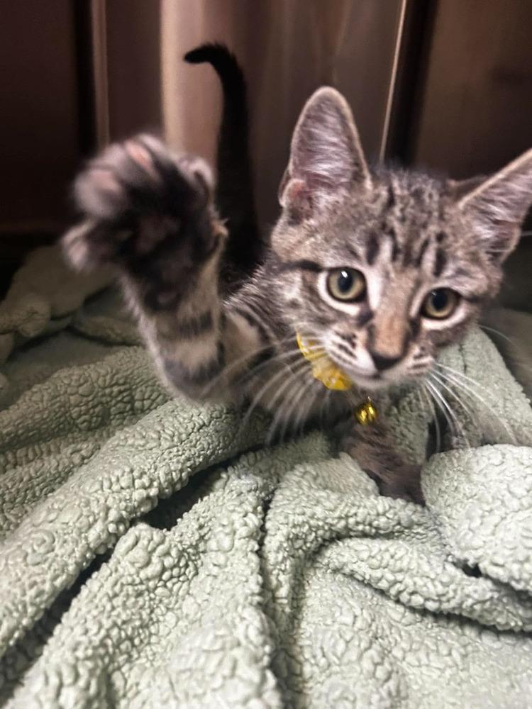Enlarge Condiment Kitties : Honey, a Adopted Domestic Short Hair in Osgood, IN image 2/4