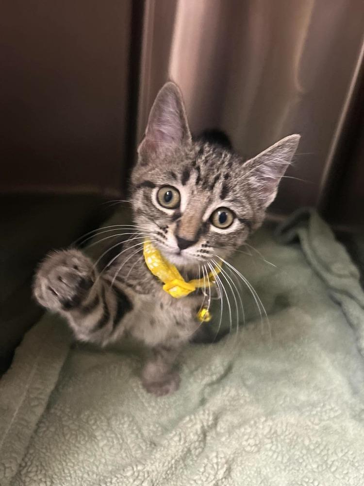 Enlarge Condiment Kitties : Honey, a Adopted Domestic Short Hair in Osgood, IN image 3/4
