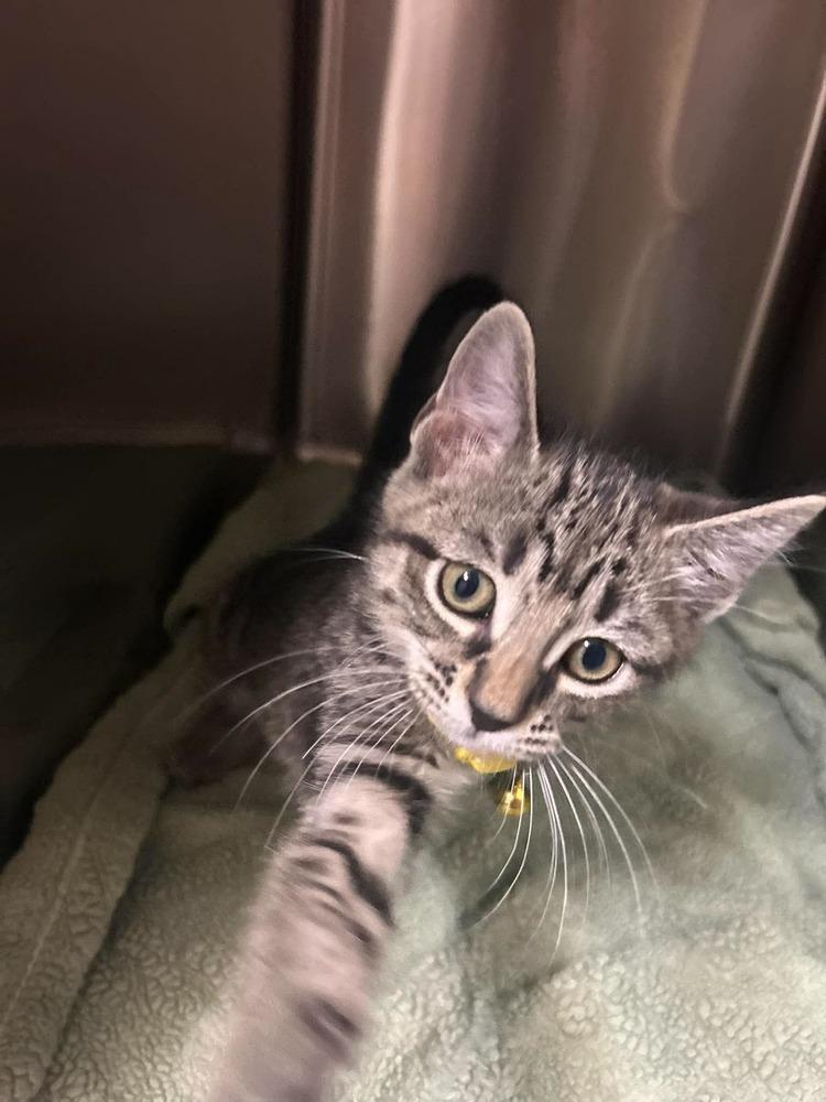 Enlarge Condiment Kitties : Honey, a Adopted Domestic Short Hair in Osgood, IN image 4/4